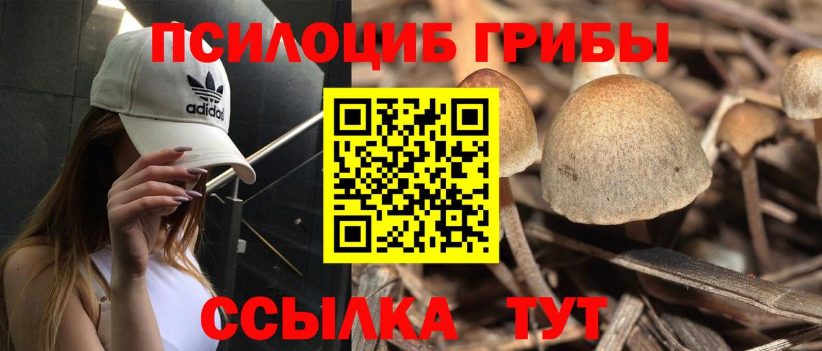 Псилоцибиновые грибы Cubensis  Горно-Алтайск 